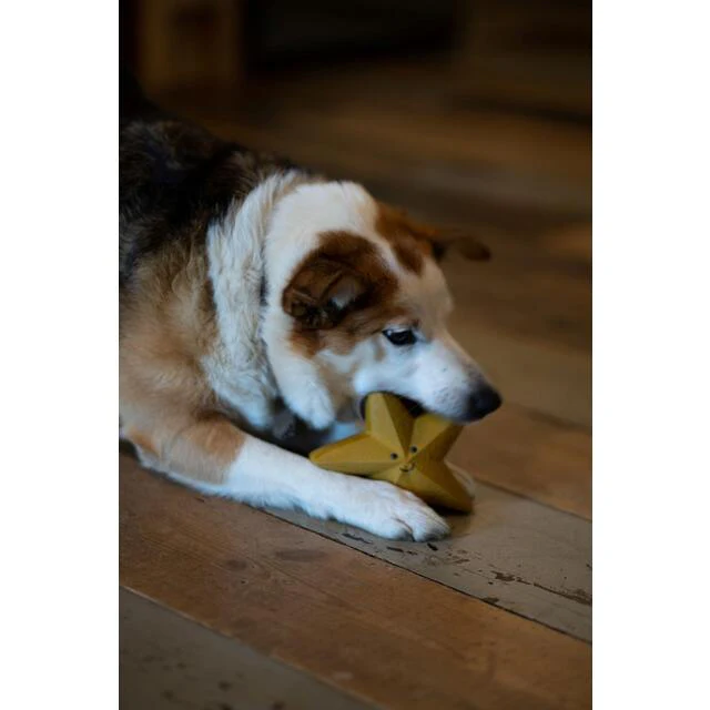 Petface Sadie Star Latex Dog Toy - Image 4