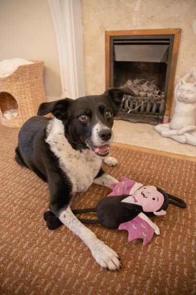 Victor Van Vampire Halloween Dog Toy Large 54cm - Image 3